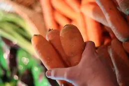 385-biocoop-grasse-les-pois-bio-magasin-carotte-betterave-equipe-legume-saison-local.webp